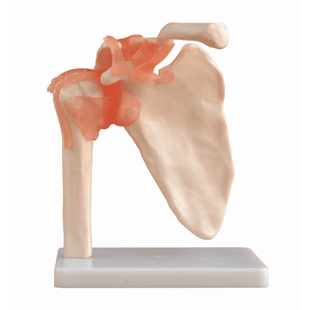 ARTICULACIÓN DE HOMBRO TAMAÑO NATURAL