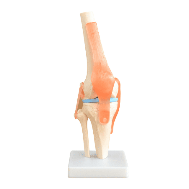 ARTICULACIÓN DE RODILLA TAMAÑO NATURAL