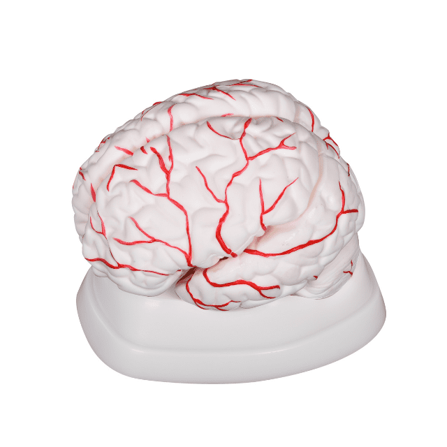 CEREBRO CON ARTERIAS DESMONTABLE