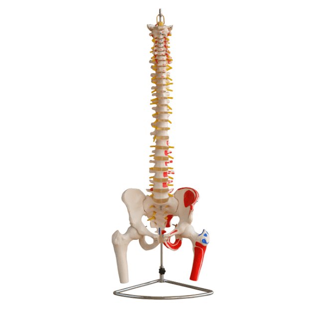 COLUMNA VERTEBRAL CON PELVIS Y FÉMUR - MÚSCULOS PINTADOS