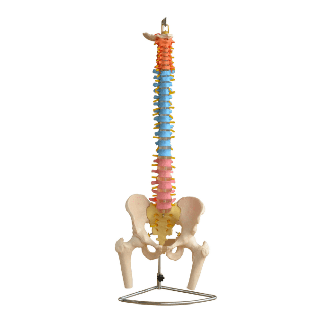 COLUMNA VERTEBRAL CON PELVIS Y FÉMUR - SECCIONES DE LA COLUMNA