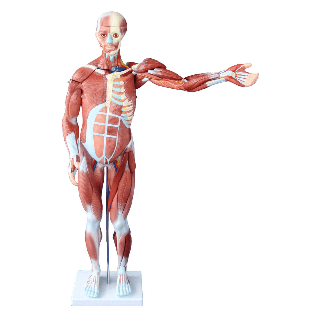 CUERPO HUMANO MUSCULAR 80CM